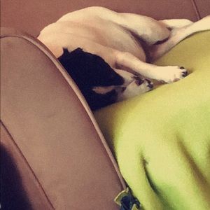 Meet your Posher, Abby